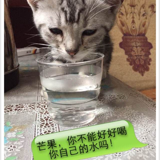 圣路易斯大学马德里分校成绩单修改